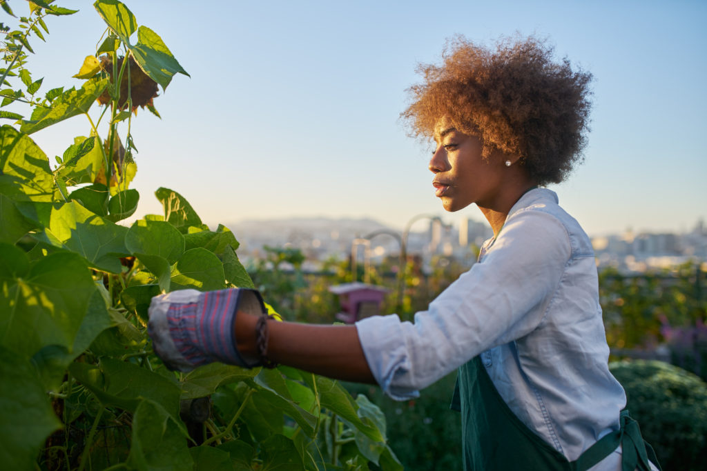 A Black, female-presenting person tends to sunflower plants in her garden.